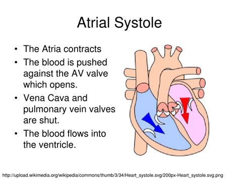 PPT - How your Heart beats… PowerPoint Presentation, free download - ID ...