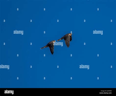 Peregrine Falcon Dive Stock Photos & Peregrine Falcon Dive Stock Images ...