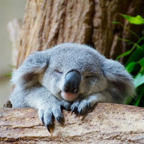 Koala at Higashiyama zoo | Cute koala bear, Koala bear, Koala