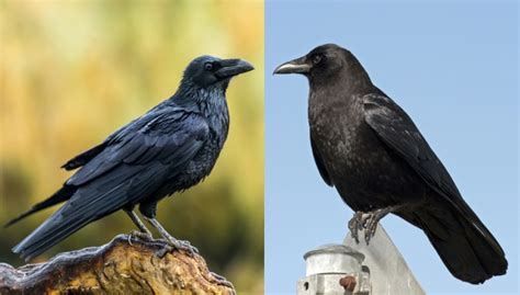 Raven vs Crow: How to Tell the Difference — A Definitive Guide