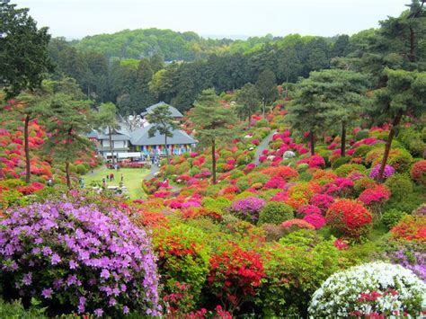 10 Best Places to See Azaleas in Japan | Kyuhoshi