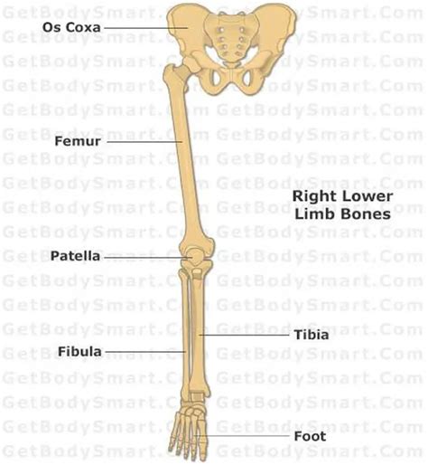 Lower Extremity Anatomy Bones - Foot Anatomy Muscular | Bodenswasuee