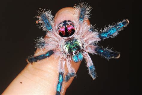 Typhochlaena seladonia spiderling | Pet tarantula, Pretty spider, Animal pictures