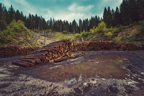 16 Deforestation Facts - Causes, Effects, Solutions & More | Facts.net