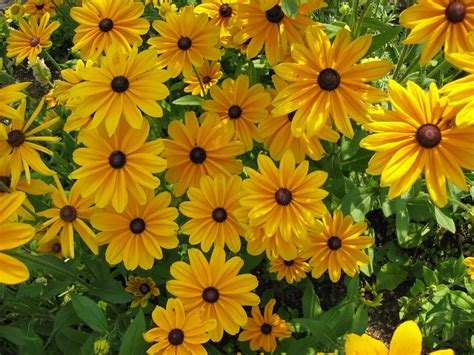 Rudbeckia hirta 'Prairie Sun' | verde | Pinterest | Black eyed susan, Perennials and Prairie garden