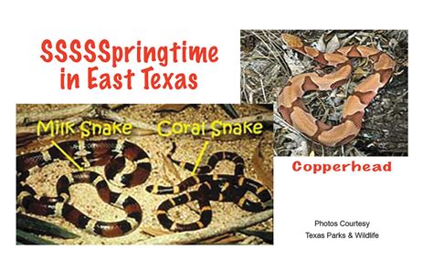 Snakes: It's SSSSSpringtime in East Texas - The Messenger News