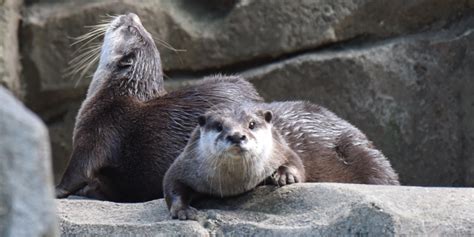 Asian Small-Clawed Otters Population – Telegraph