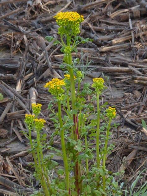 Cressleaf Groundsel Identification and When to Control | Crop Science US