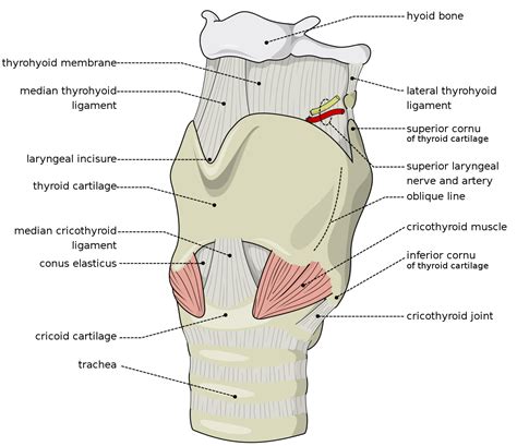 Larynx - Wikipedia