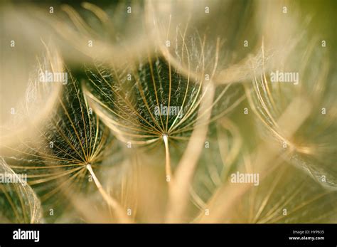 Goat's beard seedheads Stock Photo - Alamy