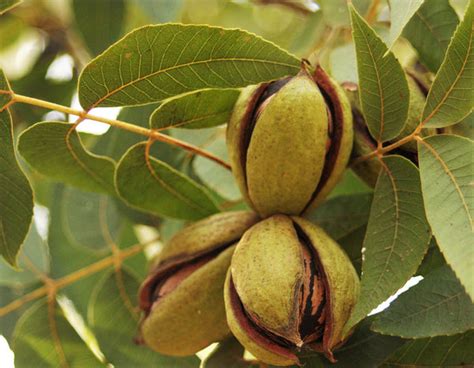 Popular Texas Pecan Varieties to Plant – Royalty Pecan Farms