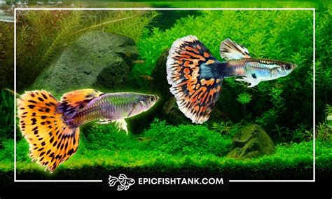 Guppy Fish Care: The Ultimate Guide - Epic Fish Tank