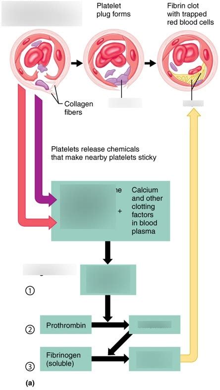 Events of Platelet Plug Formation and Coagulation Diagram | Quizlet