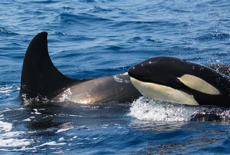 Orca sink another boat – experts say killer whales could be teaching others to attack - Marine ...