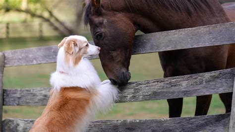 Wist jij dat paarden en honden elkaar begrijpen? | Horsetags