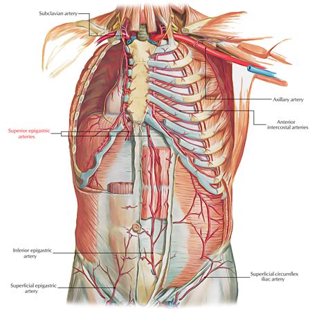 Superior Epigastric Artery – Earth's Lab