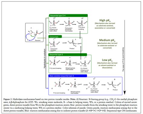 A Comprehensive Theoretical Model for the Hydrolysis Reactions of