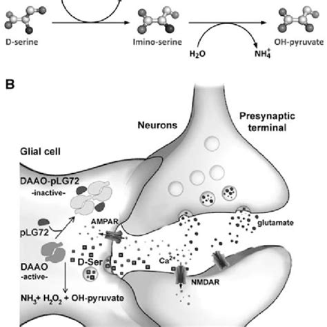 D-Serine reverses inhibitory effects of DAAOX on NMDA receptor ...