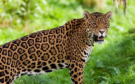 Jaguar HD Wallpaper | Background Image | 1920x1200 | ID:436896 - Wallpaper Abyss