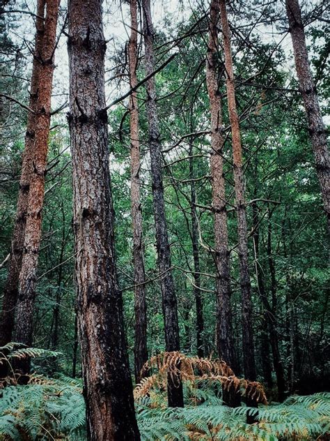 Fontainebleau Forest, Central of France Stock Photo - Image of ...