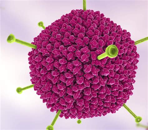 Fowl Adenovirus 9 (FAdV-9) Vaccine - Creative Biolabs