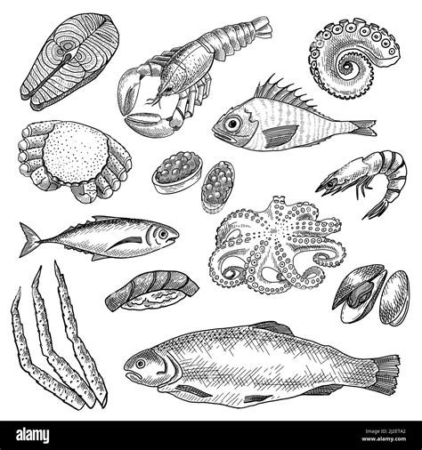 Seafood sketches set. Hand drawn octopus, lobster, prawn, salmon, oyster, tuna. Engraved vector ...