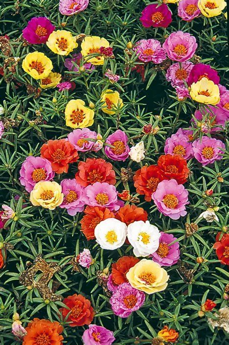 How to Grow & Care for Portulaca Plants | Garden Design