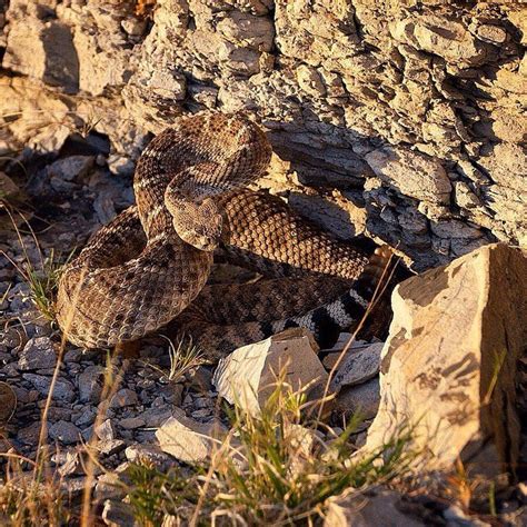 Instagram photo by @bigbendnps (Big Bend National Park) - via ...