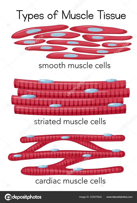 Types Muscle Tissue Illustration Stock Vector Image by ©brgfx #203575622