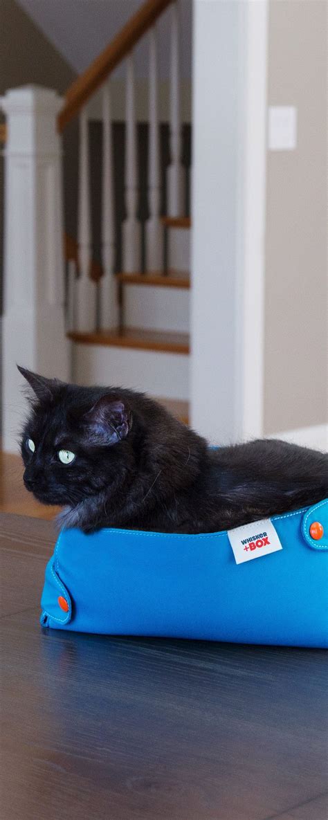 This Made-in-the-USA cat box offers compression therapy for your cat in ...