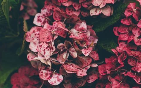 Pink Hydrangea Flowers HD Floral Wallpapers | HD Wallpapers | ID #65360