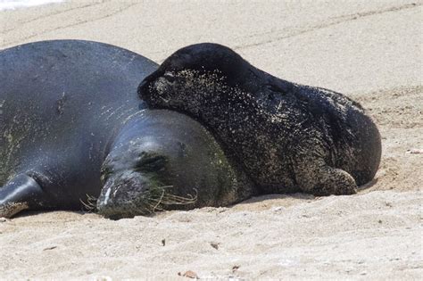 Swimmer Injured By Hawaiian Monk Seal With Pup | Positive Encouraging K-LOVE