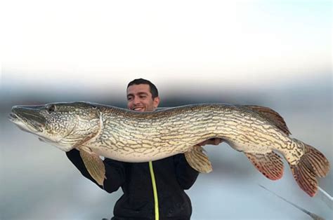 Current World Record Northern Pike: The Biggest Ever Caught