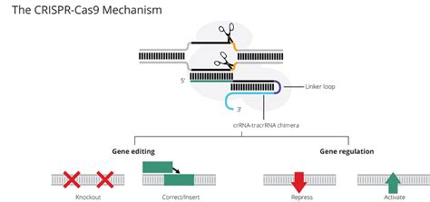 crispr-cas9-gene-editing | Leaders in Pharmaceutical Business ...