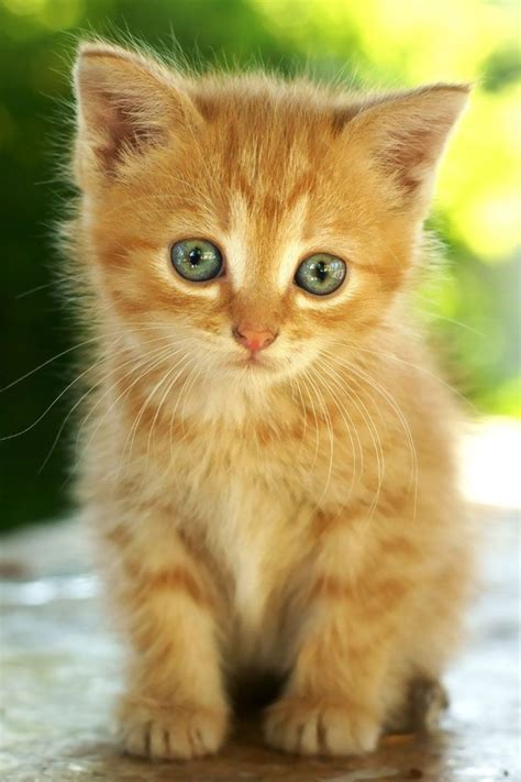 Orange Kitten Free - Orange Tabby Kittens Kittens Photo 41521048 Fanpop Page 4 / Cats for sale ...