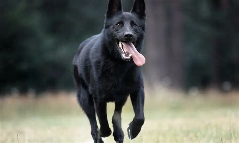 The Black German Shepherd (Facts & Myths) | German Shepherd Country