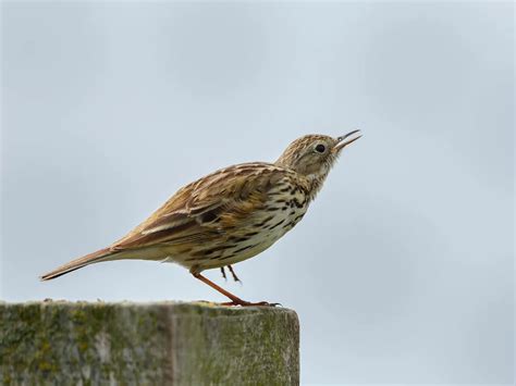 Meadow Pipit Bird Facts (Anthus pratensis) | Birdfact