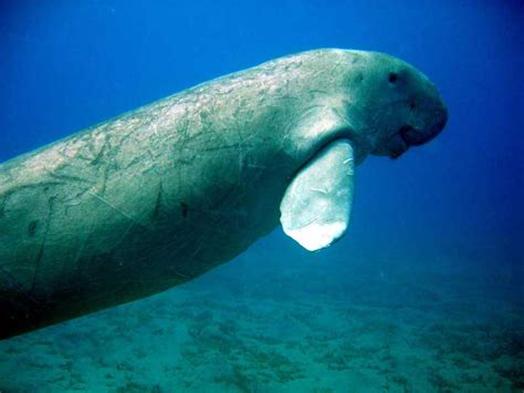 Australian Wildlife - Dugong