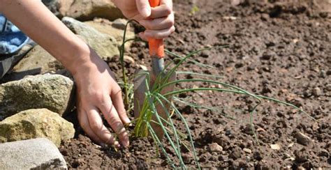 How to Plant, Grow, and Harvest Chives Plant - Gardeners' Magazine