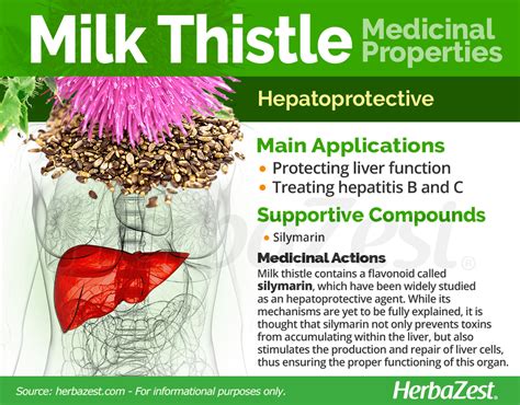 Milk Thistle | HerbaZest