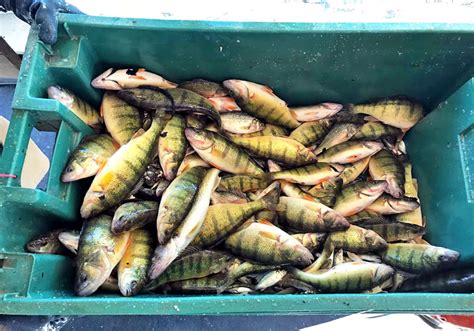 Environmental Monitor | Hypoxic Conditions in Lake Erie Impact Yellow Perch Population