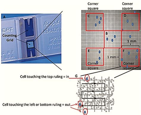 5 Depiction of the haemocytometer applied in counting of the algal... | Download Scientific Diagram