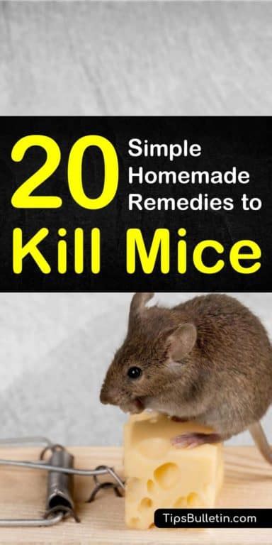 20 Simple Homemade Remedies to Kill Mice