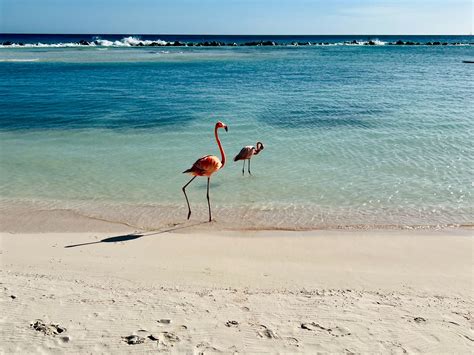 Flamingo Beach Aruba - Everything You Need to Know — Shoreline ...