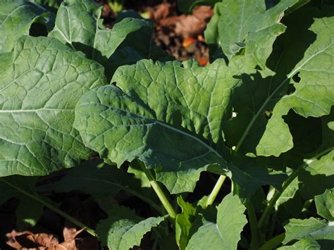 Green Manure seeds - Local Seeds