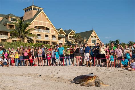 Wildlife Wednesdays: 99 Baby Sea Turtles for Tour de Turtles Mom at Disney’s Vero Beach Resort ...