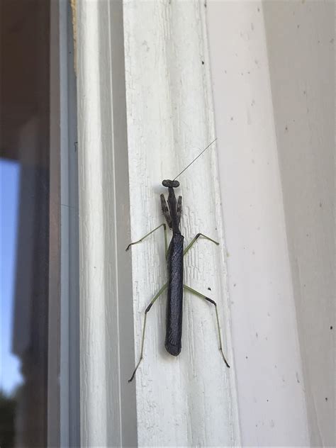 This black praying mantis : r/mildlyinteresting