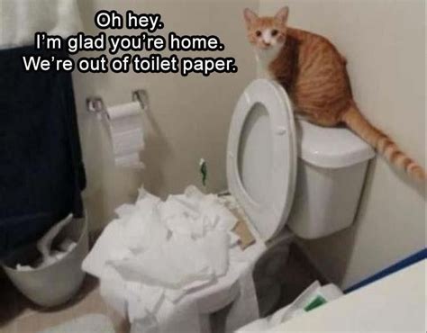 Why couldn't the toilet paper cross the road? | Animal jokes, Funny ...