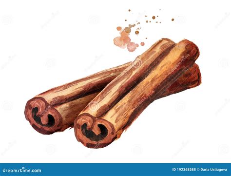 Cinnamon Sticks. Hand Drawn Watercolor Illustration, Isolated on White Background Stock ...