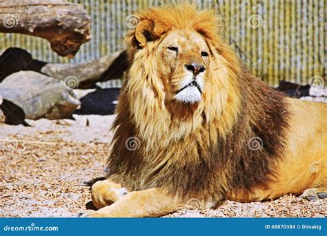 Zoo animals, Denmark stock photo. Image of park, sand - 68870384